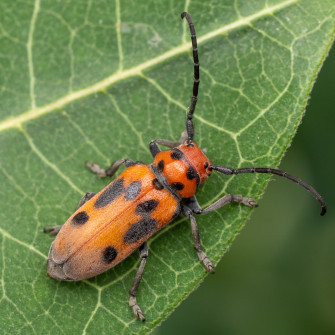 The Red Milkweed Beetle is a specialist, and particularly likes Common Milkweed.