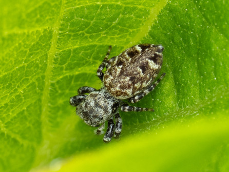 The garden had a fair number of small jumping spiders like this Peppered Jumper, roaming about, actively searching for prey.