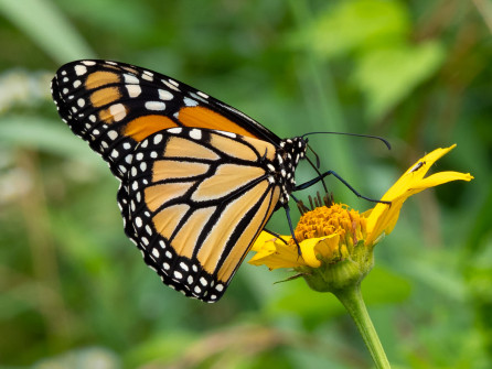 We had one Monarch briefly stop by. Our activity was likely a bit much for butterflies. In this photo, note the tiny wasp on the flower petal.