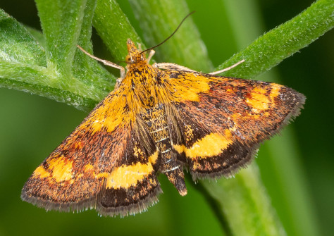 This Orange Mint Moth is one of our day flying moth, and true to its name will lay eggs on mint plants.