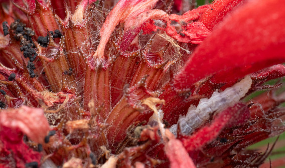 Caterpillars are good at hiding. I found this one in Beebalm in the garden because of its telltale sign of waste droppings at the left side of the image.