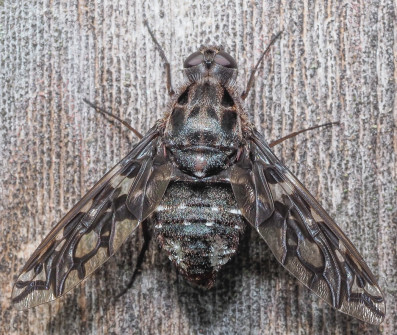 While enjoying our snack before the crew got back to work, we saw this large Tiger Bee Fly. It's a parasatoid of Carpenter Bees.