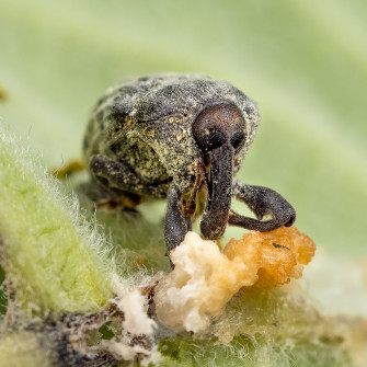 Another Milkweed specialist, the Milkweed Stem Weevil, looking over sap that has hardened from the hole it made in the leaf.