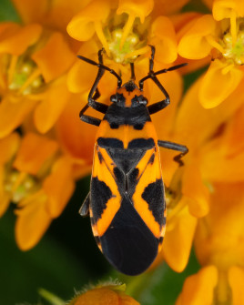 We had lots of False Milkweed Bugs whose larvae are specialists on False Sunflowers. These insects are great mimics of milkweed bugs that are poisonous.