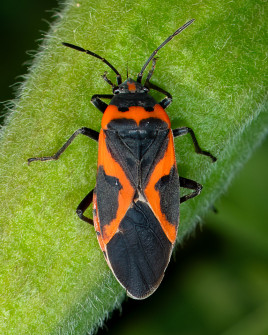 And then we found one Small Milkweed Bug - an insect that has poisons in its body from feeding on milkweed. This is what the False Milkweed bug is mimicking. Fooled us!!