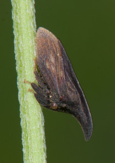 This Wide-footed Treehopper mimics a thorn to avoid predation. We saw many little insects that are loosely called True Hoppers. This group includes aphids and not-small cicadas, but also treehoppers, planthoppers, and leafhoppers.