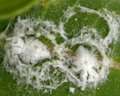 The newly emerging nymphs of some of our Planthoppers look like fuzz on leaves and stems. While tiny, we could see a few bugs forming in the fuzz on plants in the garden.