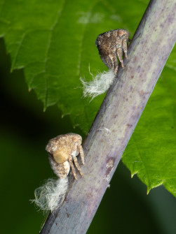 And when they get a little bigger, some form into these crazy looking critters. They're Acanalonia sp (no common name).