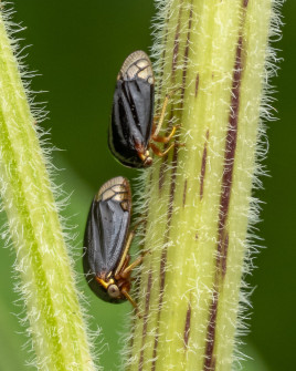 We saw several of these treehoppers on stems. They use sunflower and goldenrod plants in addition to a few tree species. They're Acutalis tartarea (with no common name).