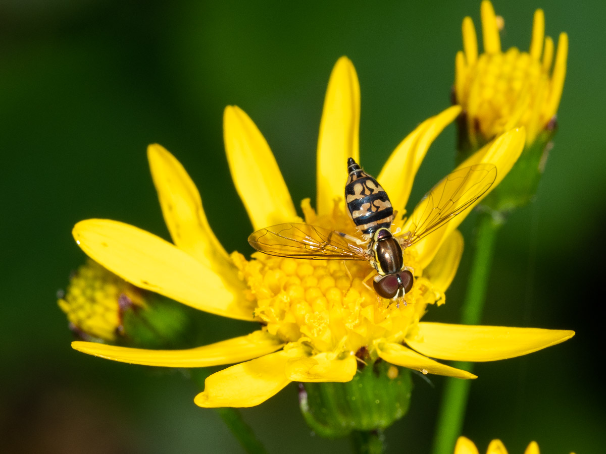 Calligrapher flower flies are great beneficial insects Focus on Natives