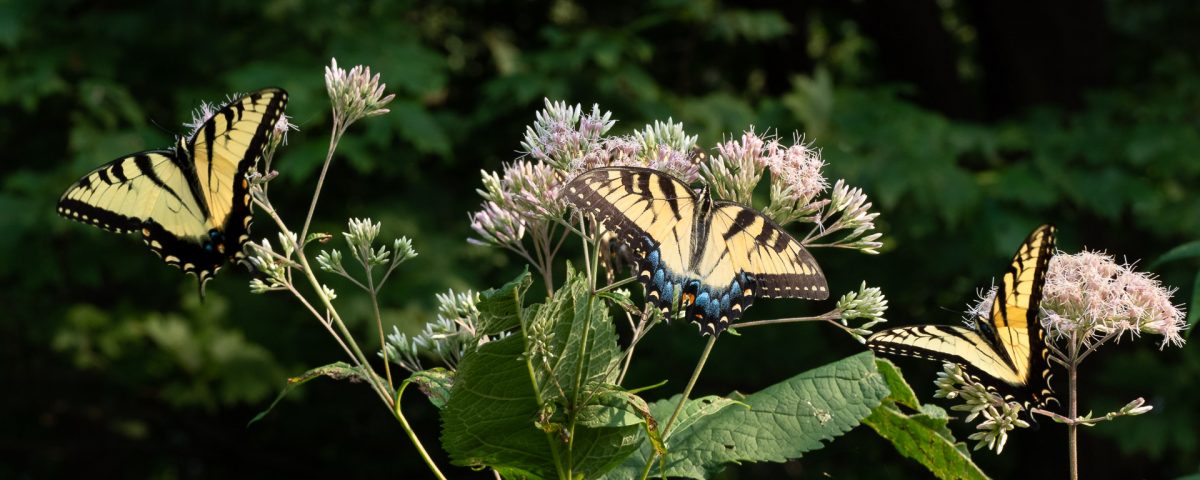 Eastern Tiger Swallowtails nectar on Joe-Pye Weed that can be found in woodlands or on edges. This is under a Tulip Popular that is a larva host plant.