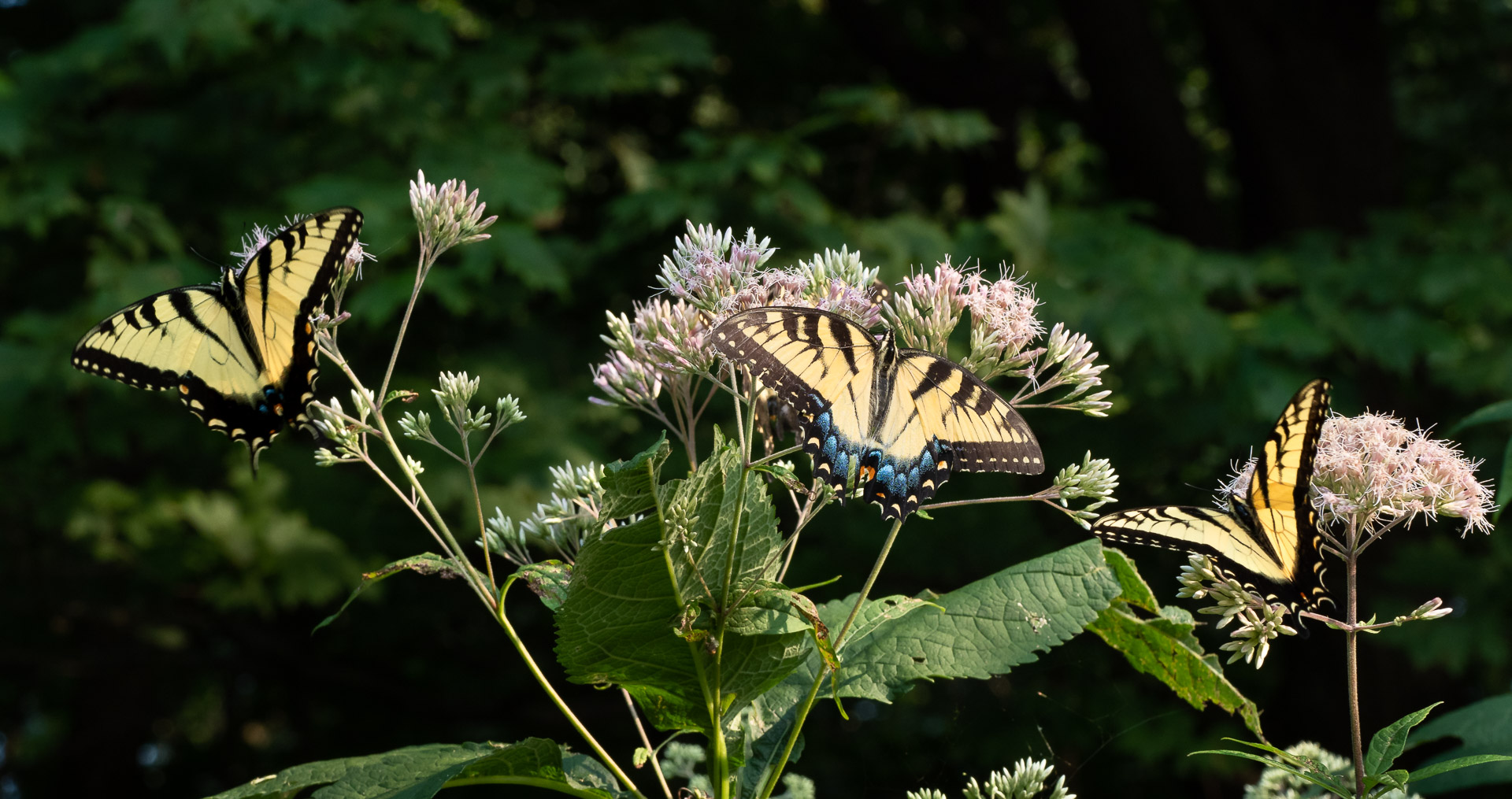 eastern tiger swallowtail butterfly