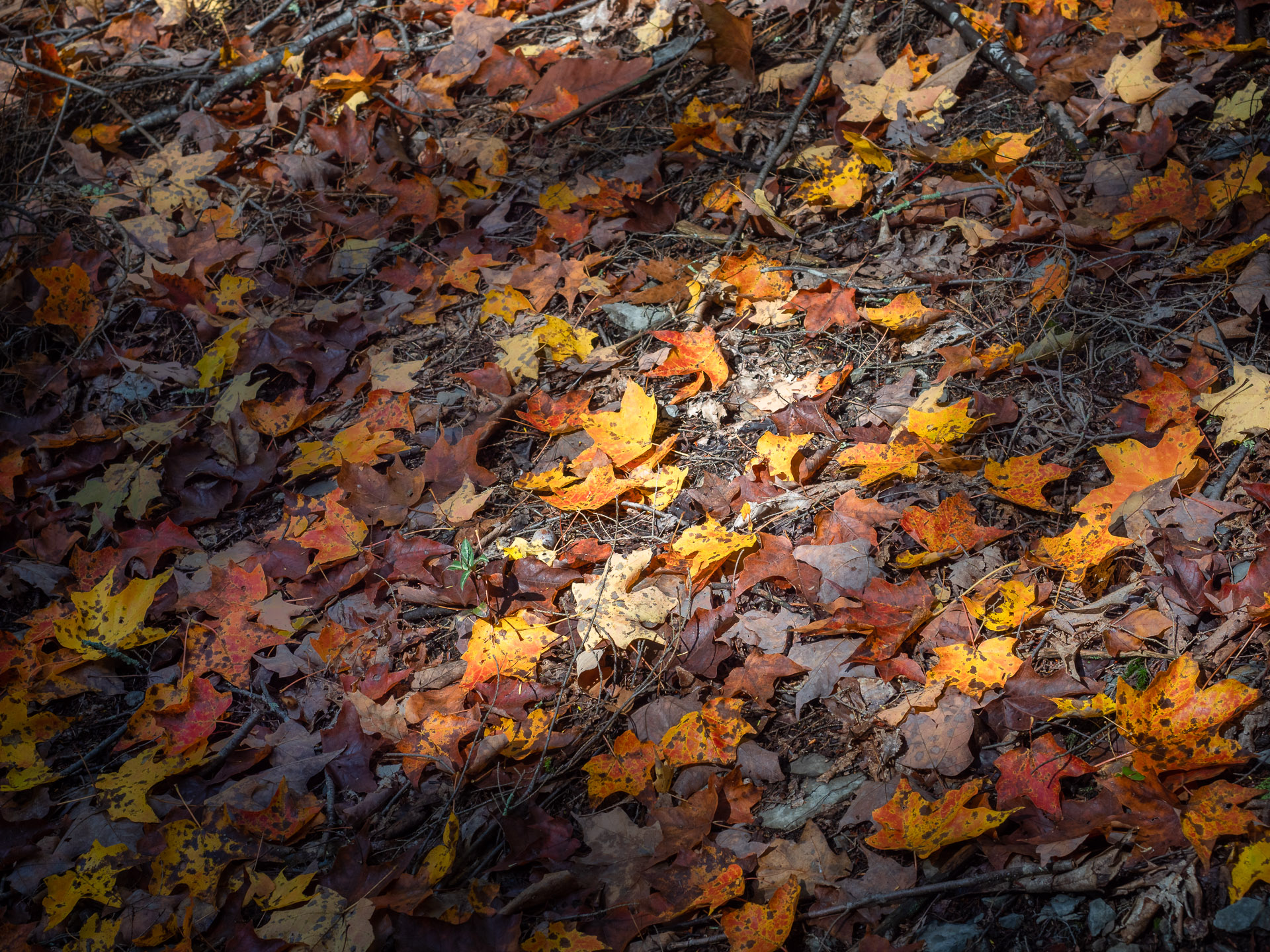 Leave the Leaves | Focus on Natives