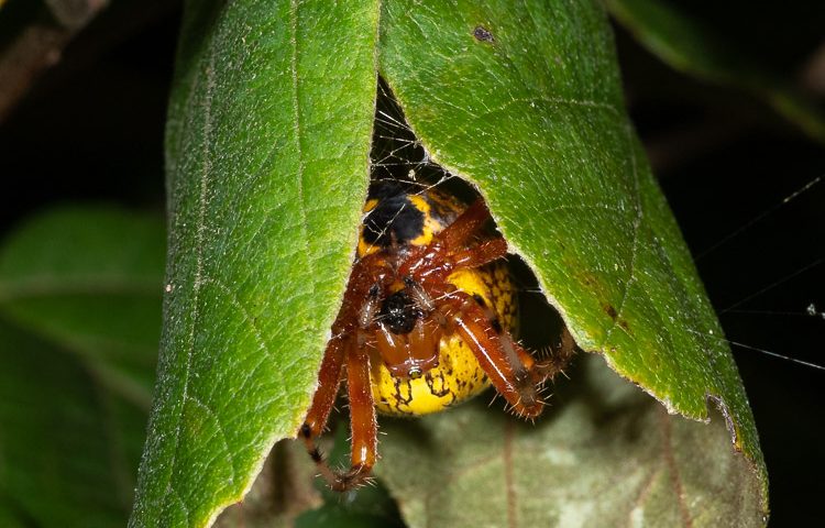 This Pumpkin Spider's eyes are pointed down to her web while waiting for prey in her retreat.