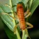 Carolina leaf-rolling cricket
