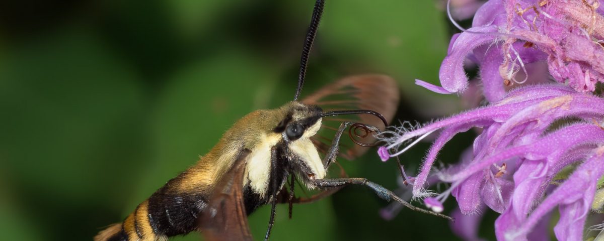 Snowberry Clearwing moth nectaring on Beebalm