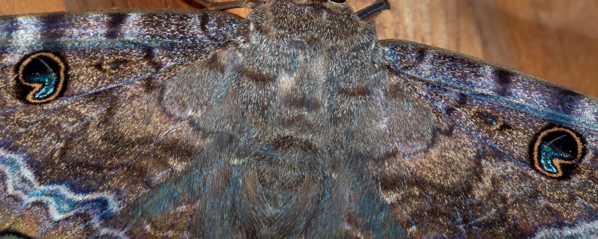 Black Witch Moth Closeup