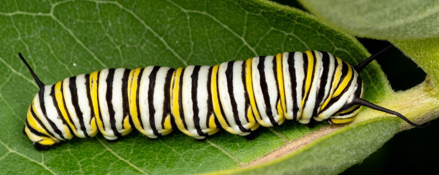 Monarch Caterpillar on Common Milkweed