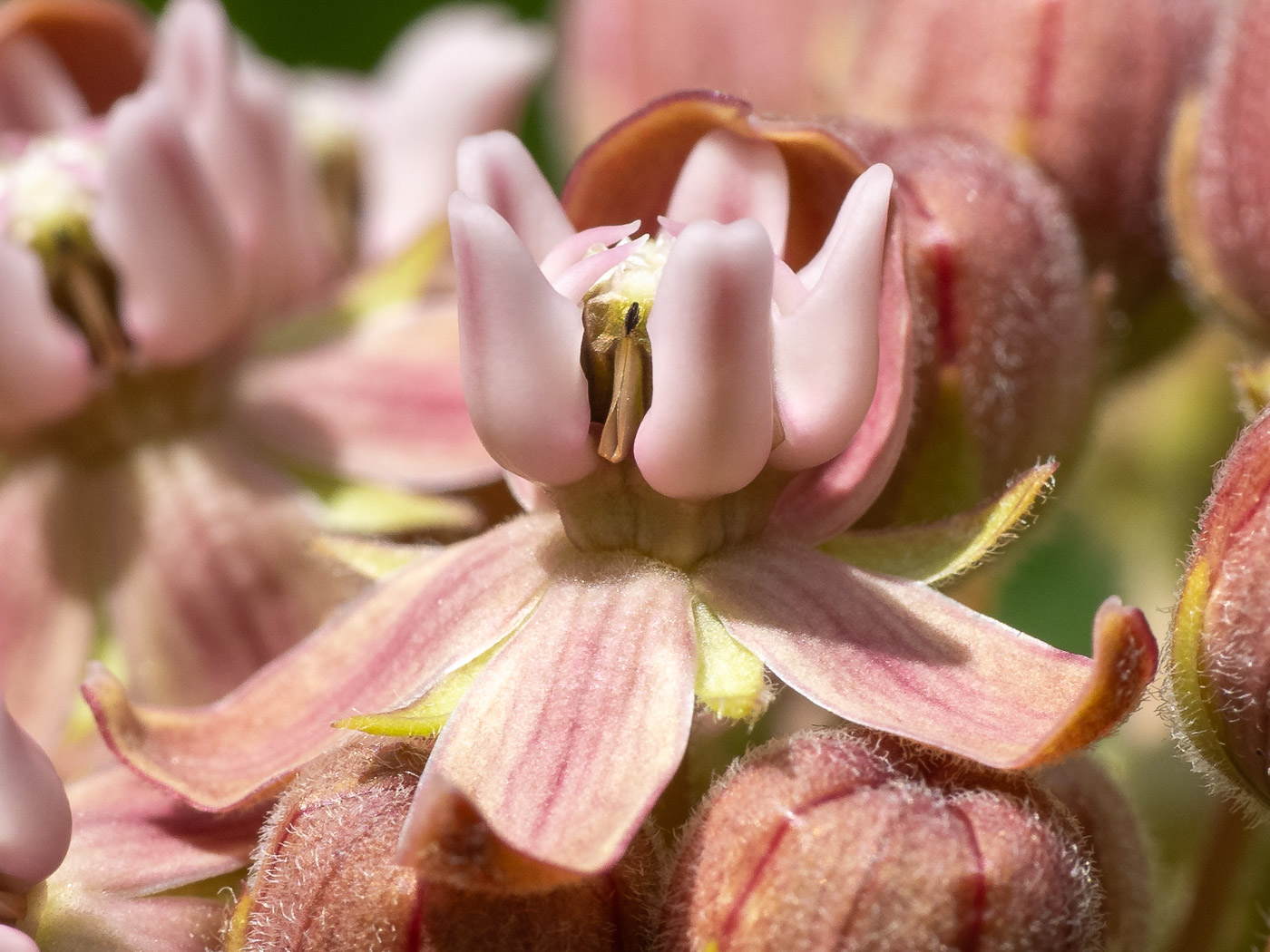 Common Milkweed Flower Macro