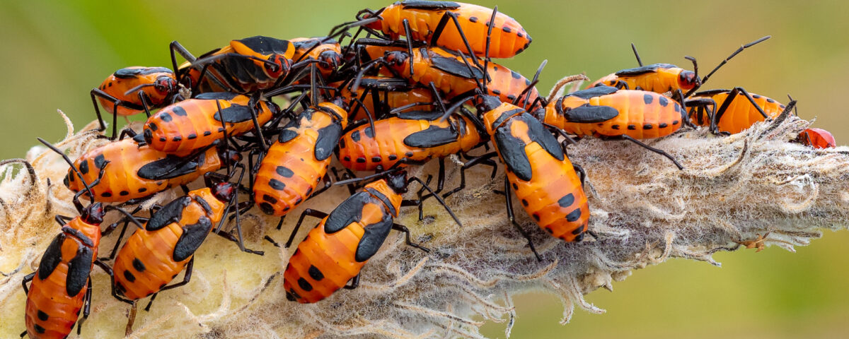 Large Milkweed Bug Nymphs on a Common Mi