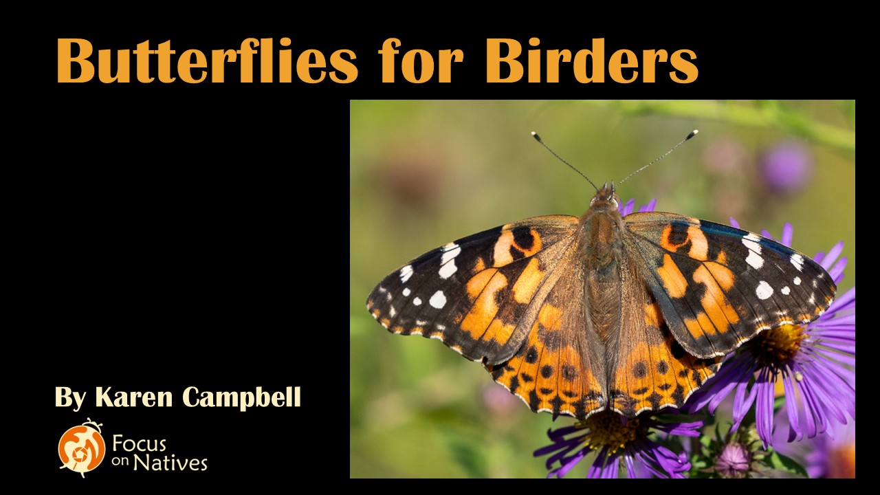 Title Butterflies for Birders