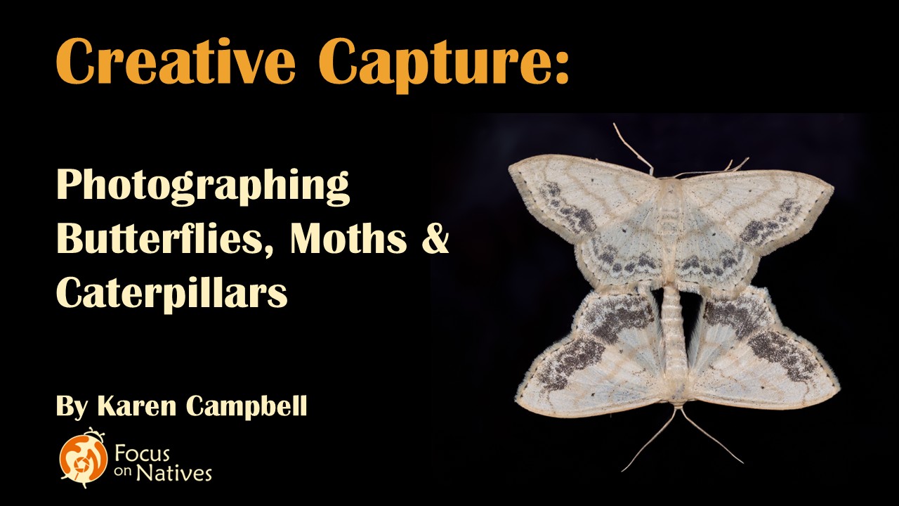 Title CC Butterflies
