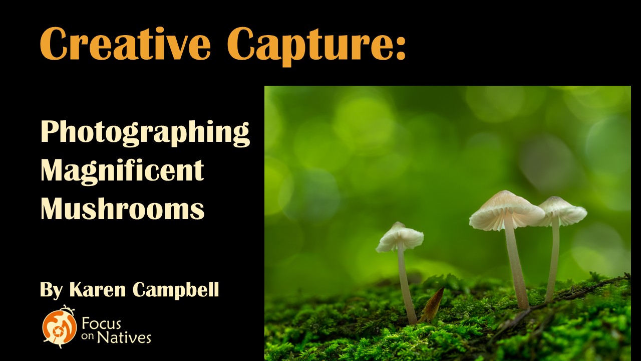 Title CC Mushrooms