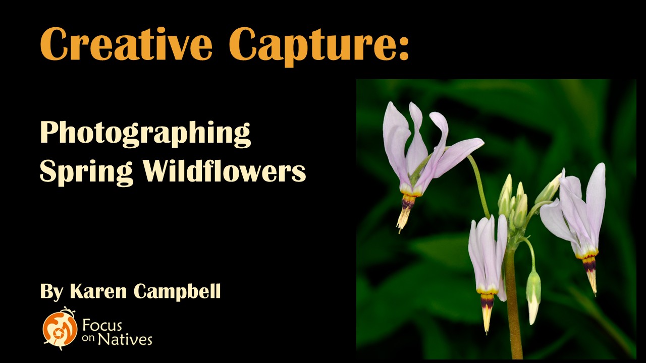 Title CC Wildflowers