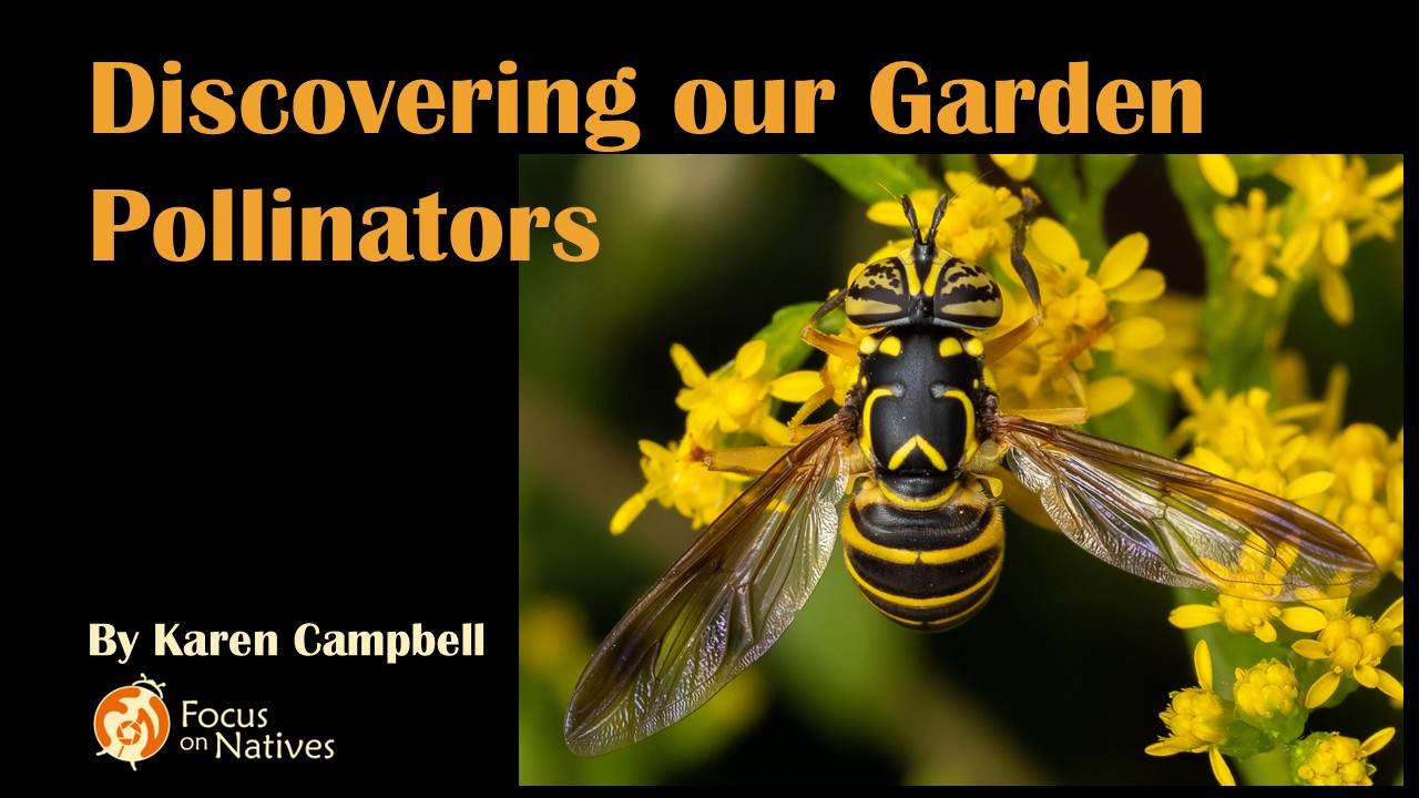 Title Discovering Our Garden Pollinators