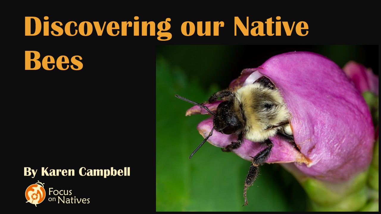 Title Discovering Our Native Bees