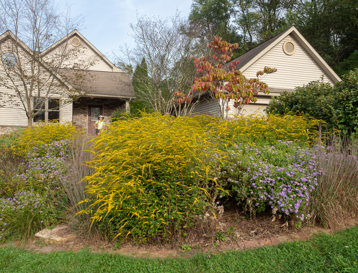 The mass planting of ‘Fireworks’ in our front yard.