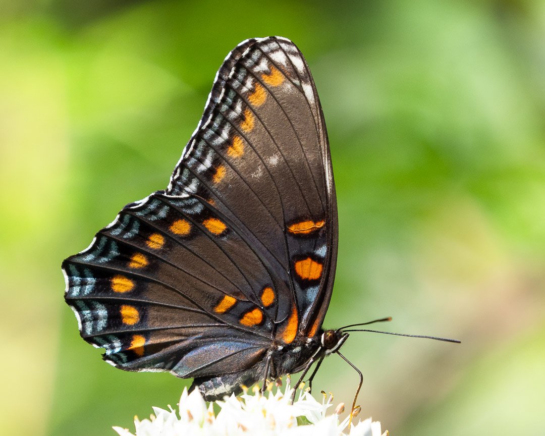 Red-spotted Purple Underside (ventral)