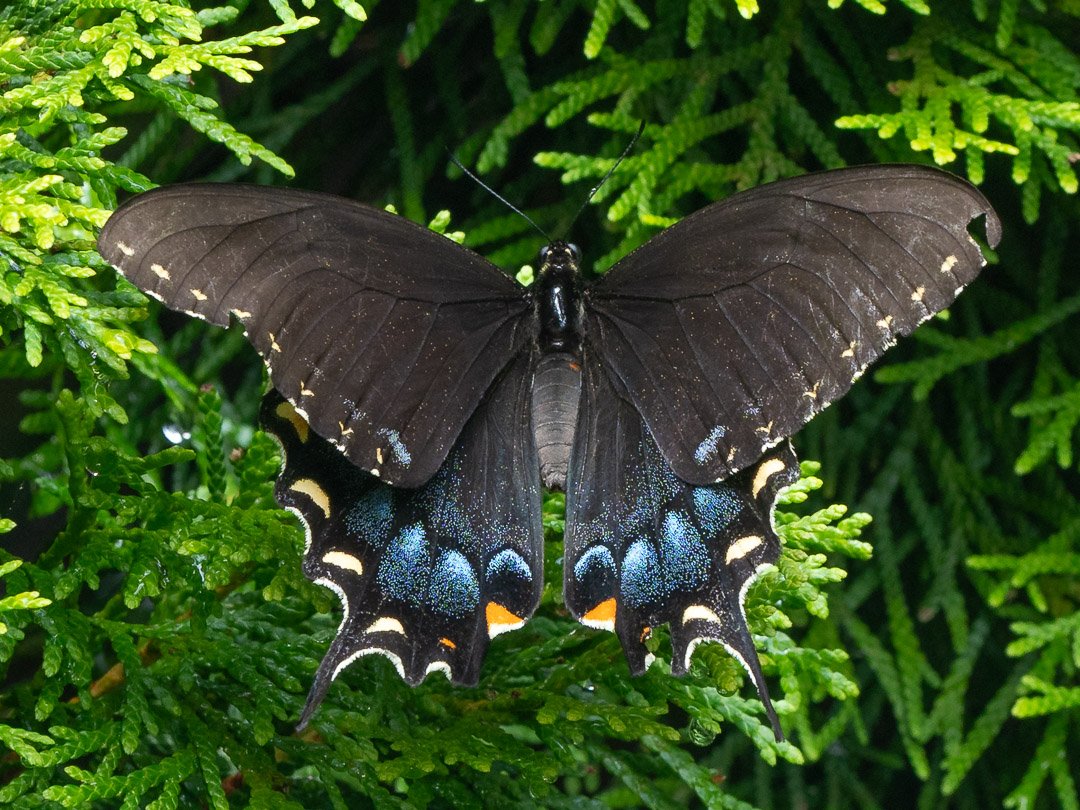 Eastern Tiger Swallowtail (female, dark morph)