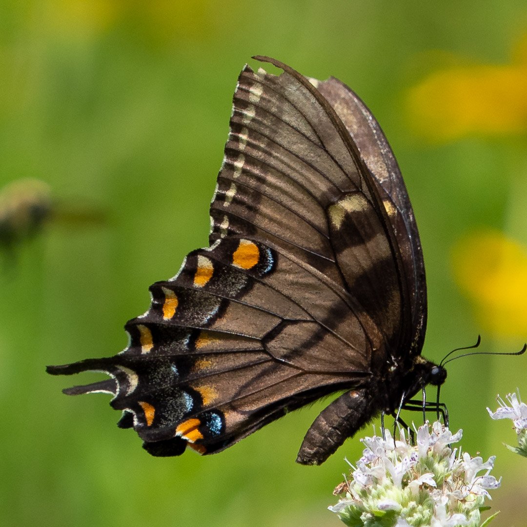 Eastern Tiger Swallowtail (dark morph)