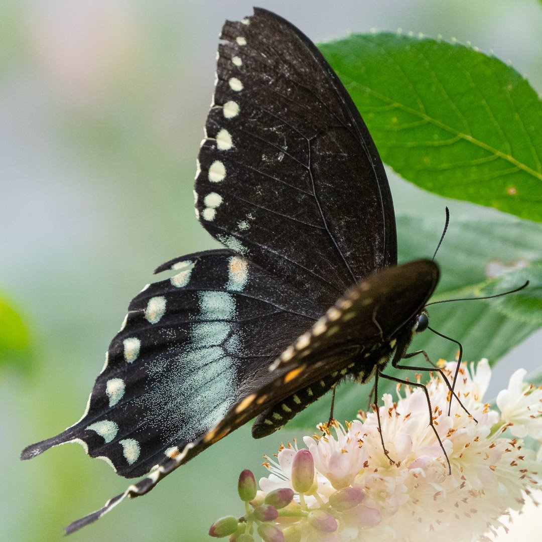 Spicebush Swallowtail (male)