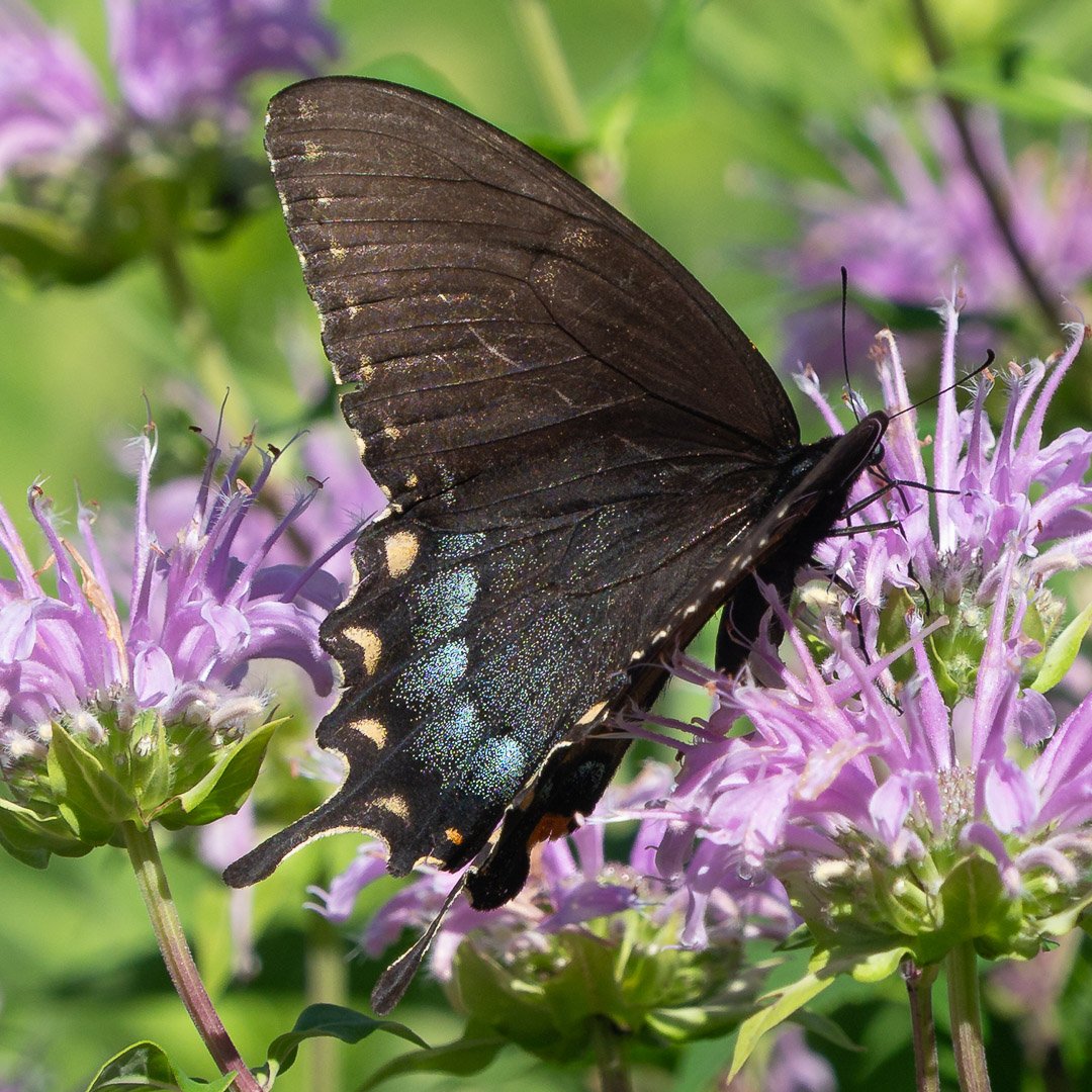 Eastern Tiger Swallowtail, dark morph – single row of yellow dots on upper side of forewing.