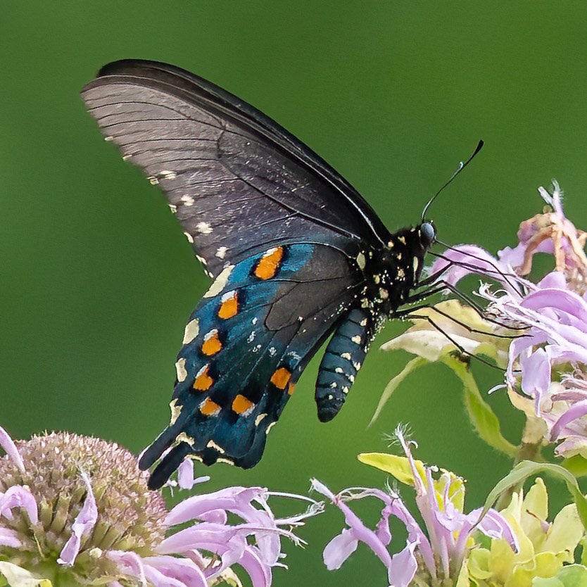 Pipevine Swallowtail (male)
