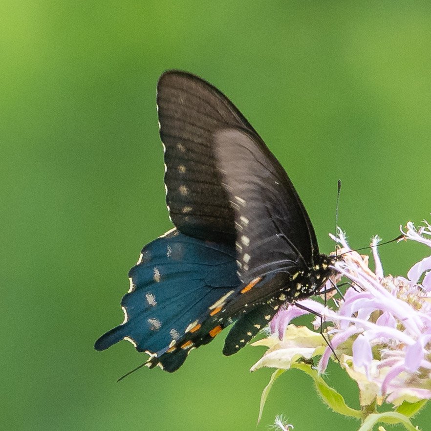 Pipevine Swallowtail (male)