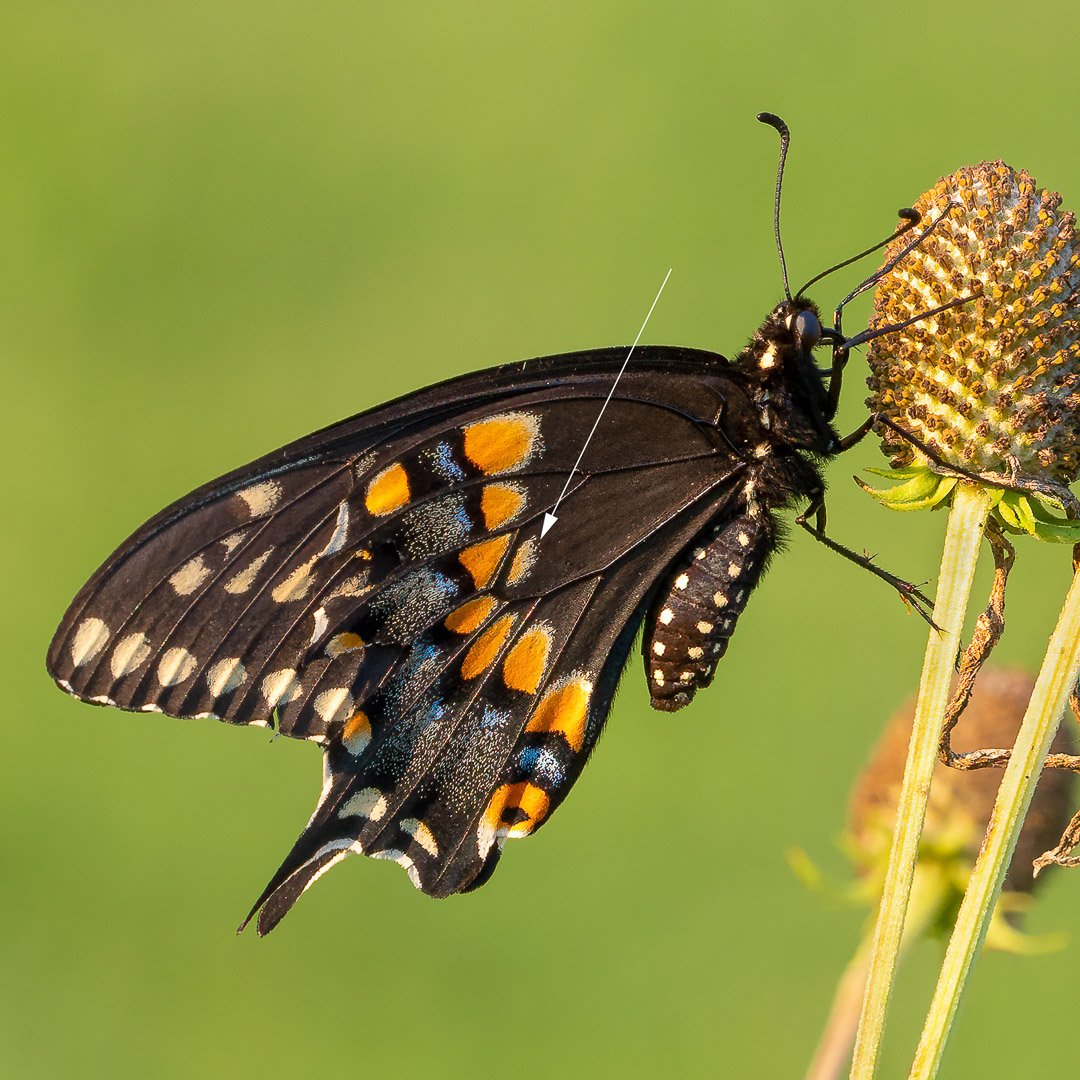 Black Swallowtail