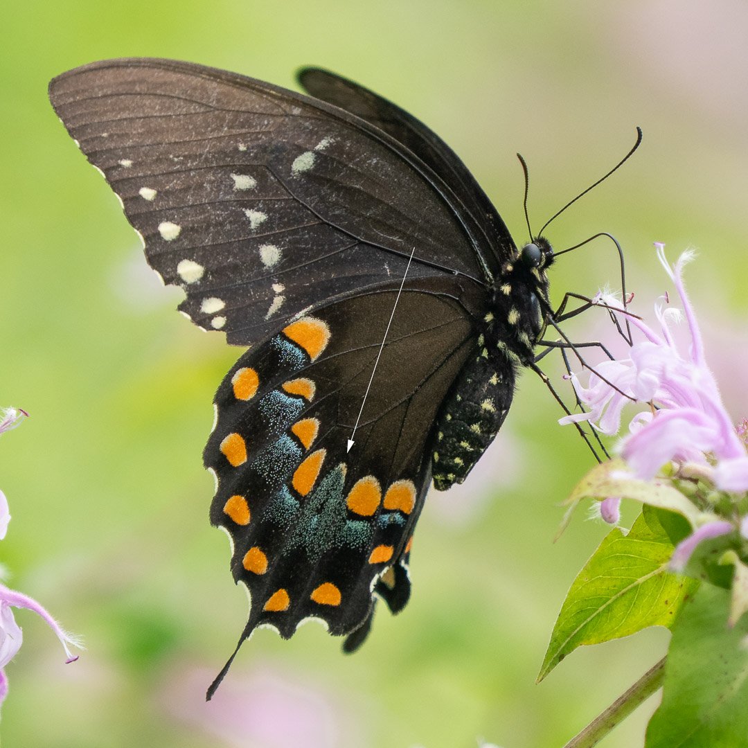 Spicebush Swallowtail (female)