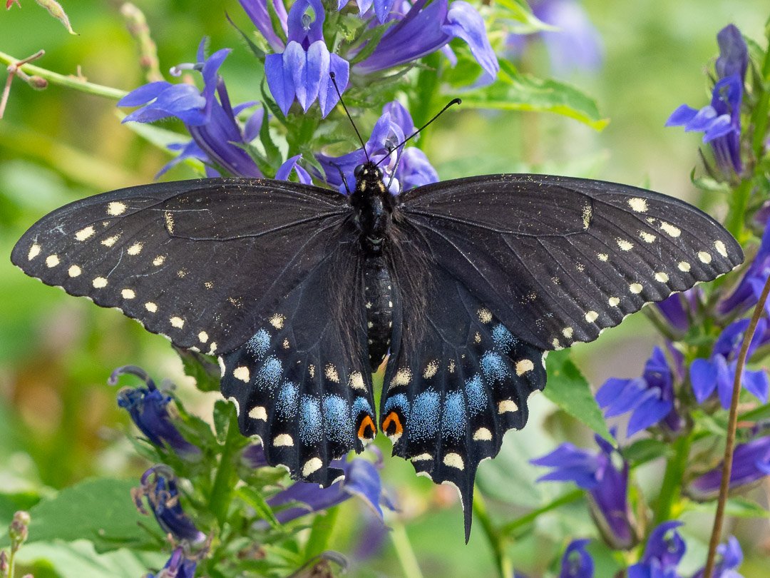 Black Swallowtail (female)