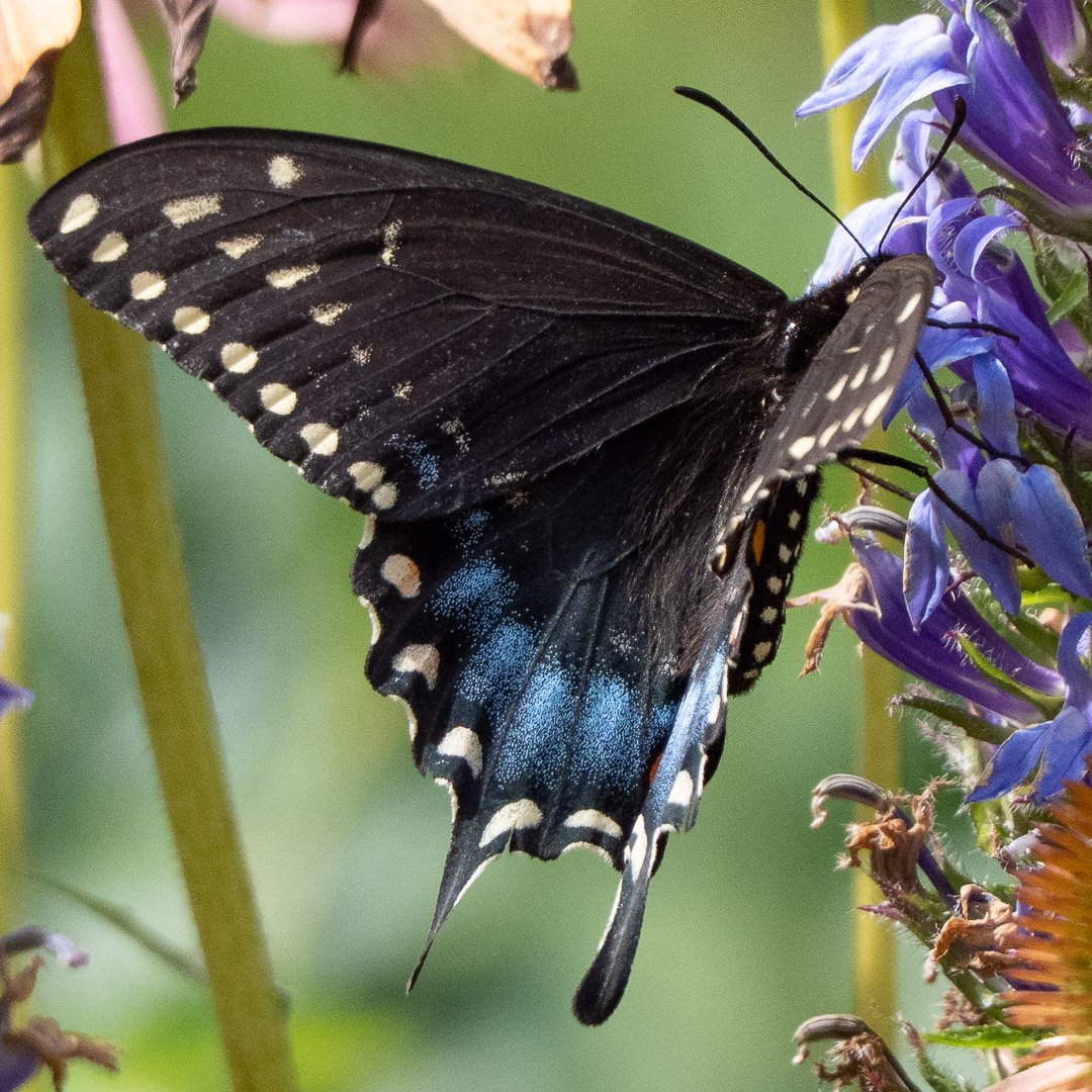 Black Swallowtail (female)