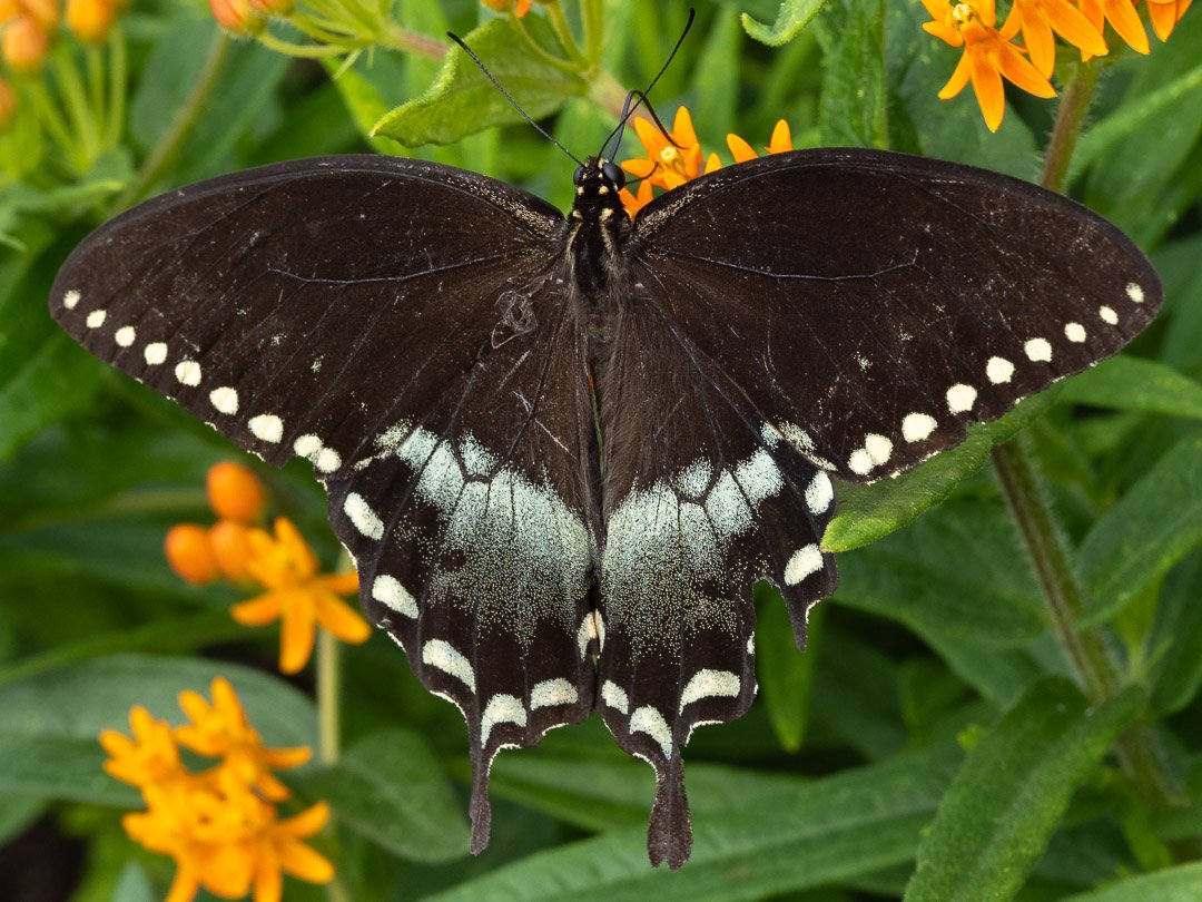 Spicebush Swallowtail (male)