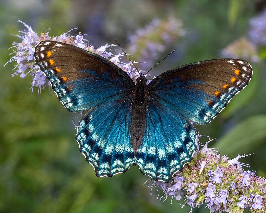 Red-spotted Purple Upperside feeding on Agastache